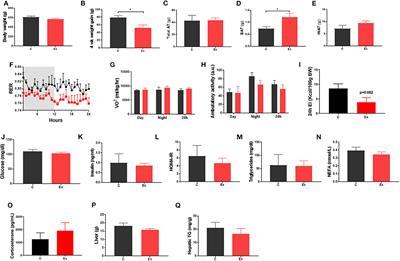 Exercise Training in Obese Rats Does Not Induce Browning at Thermoneutrality and Induces a Muscle-Like Signature in Brown Adipose Tissue